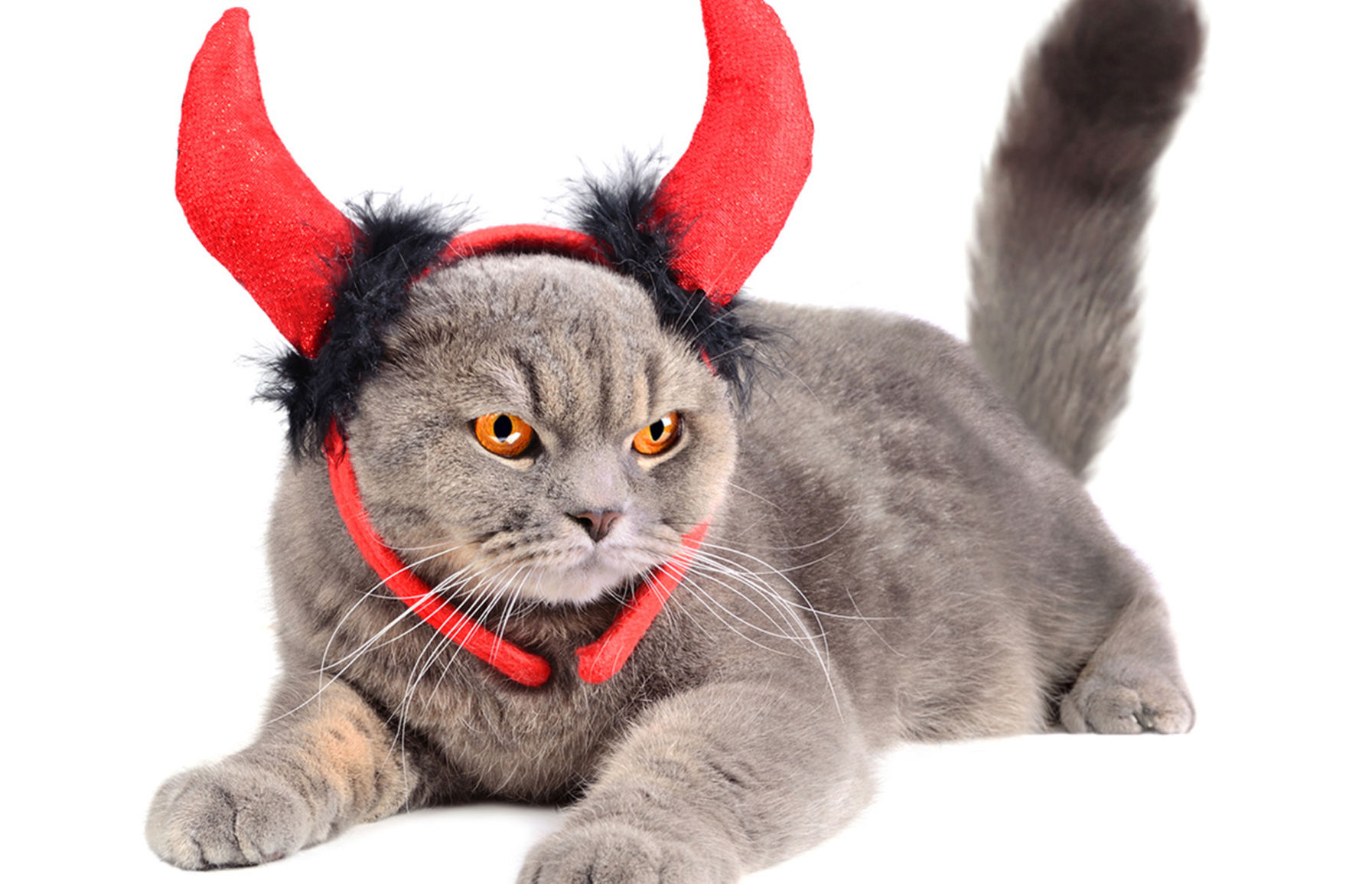 4. Devil